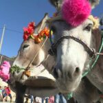 Morocco Donkey Festival