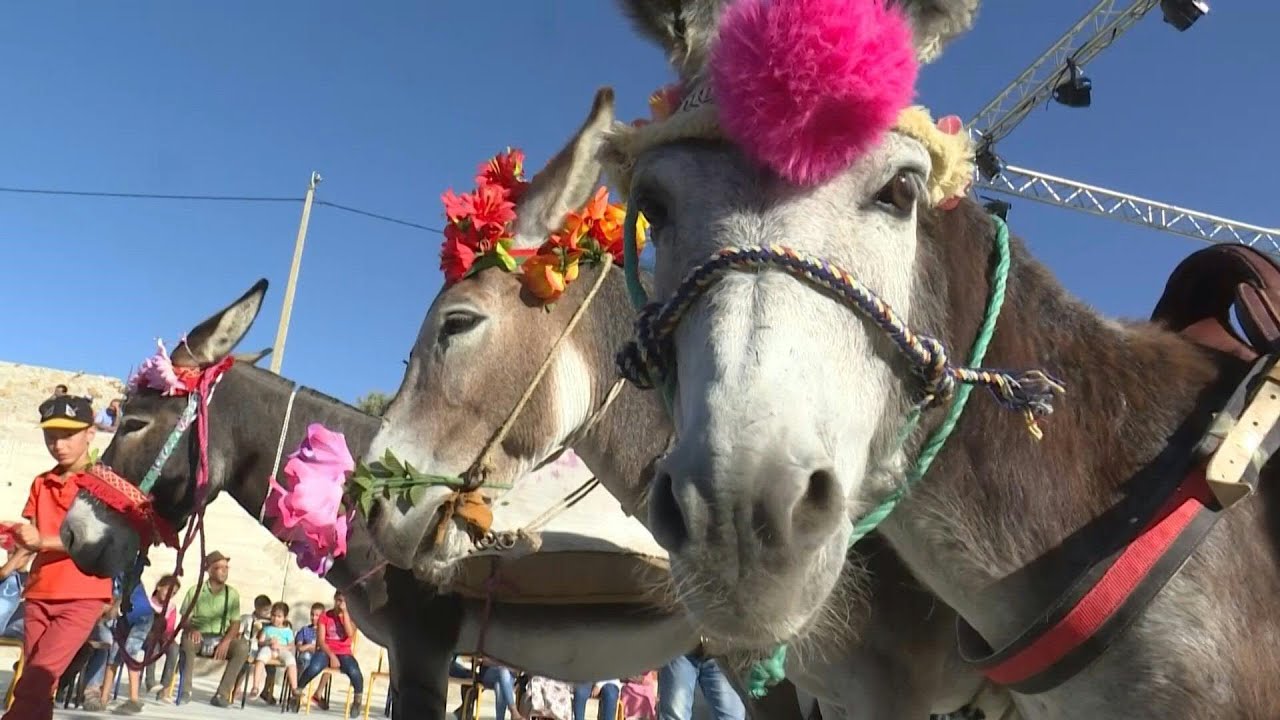 Morocco Donkey Festival